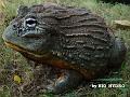 Pyxicephalus adspersus 20